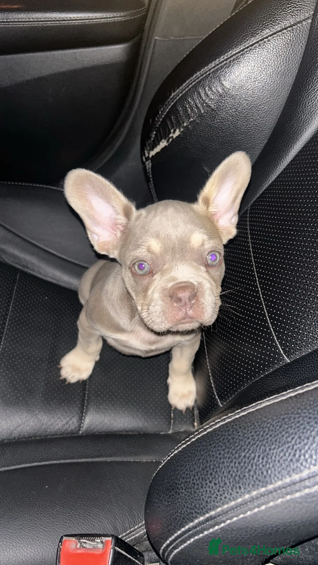 French Bulldog dogs for sale: French bull dog puppies (Apollo blood line) - Advert 2