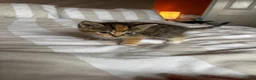 Mixed Breed cats for sale: Beautiful kittens for sale - Advert 8