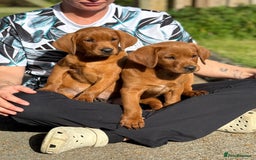 Labrador Retriever dogs for sale: Fox Red /  Mahogany Labradors  - Image 14