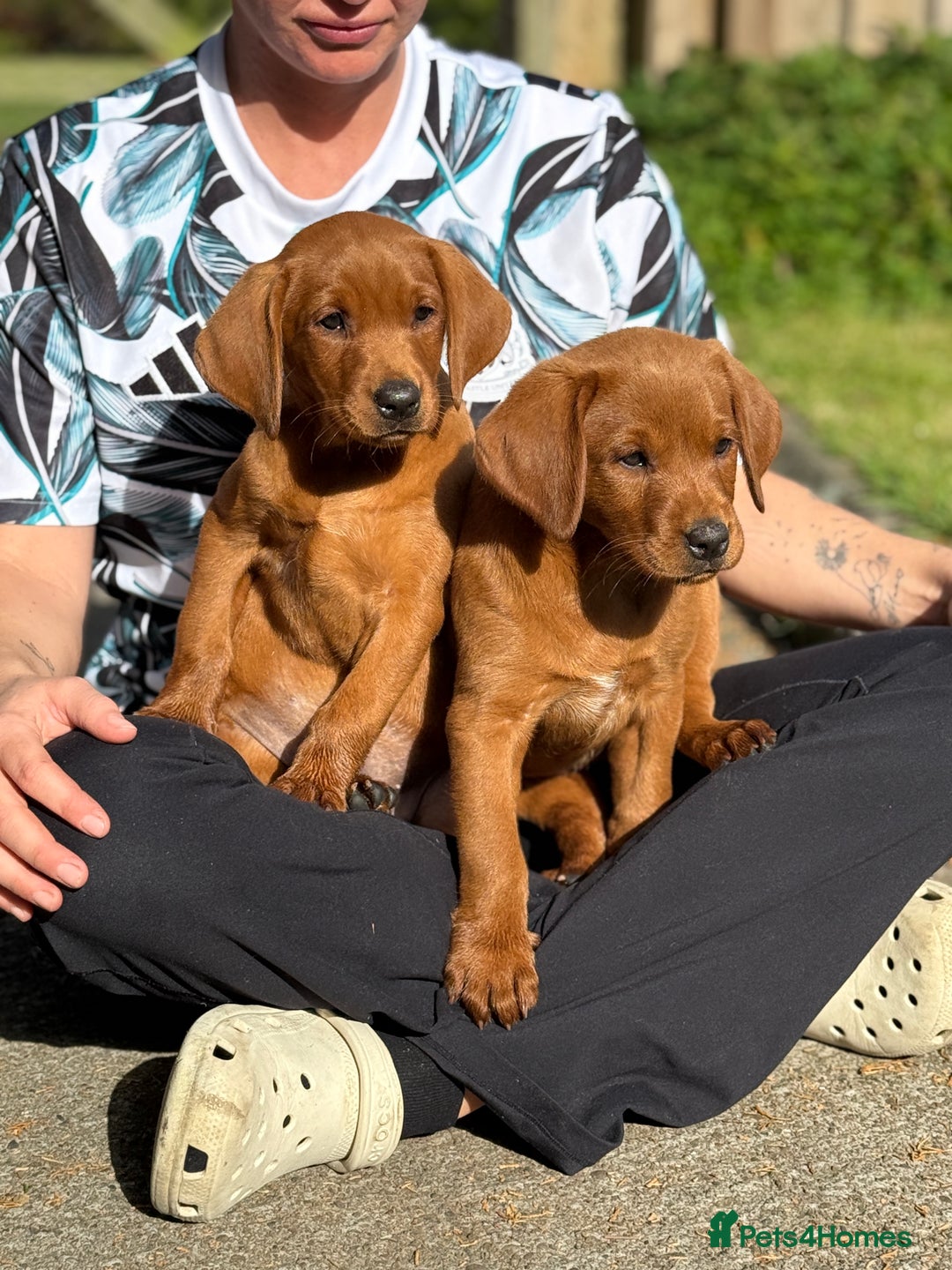 Labrador Retriever dogs for sale: Fox Red /  Mahogany Labradors  - Image 14