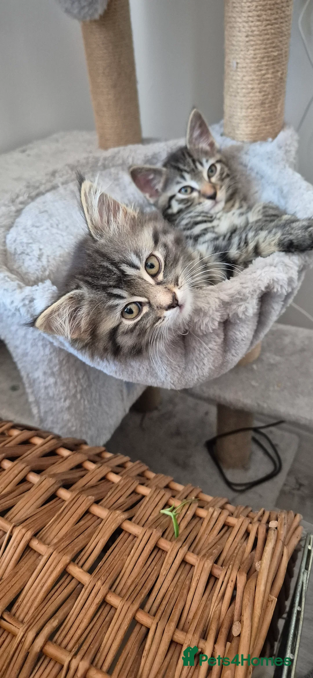 Ragdoll cats for sale: Ragdoll x Tabby Kittens 2 Fluffy & 2 Short-Haired  in Exeter - Advert 1