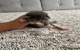 British Shorthair cats for sale: British Short kittens - Image 15