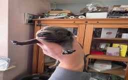 Staffordshire Bull Terrier dogs for sale: Kc blue staffordshire bull terrier puppies  - Image 6