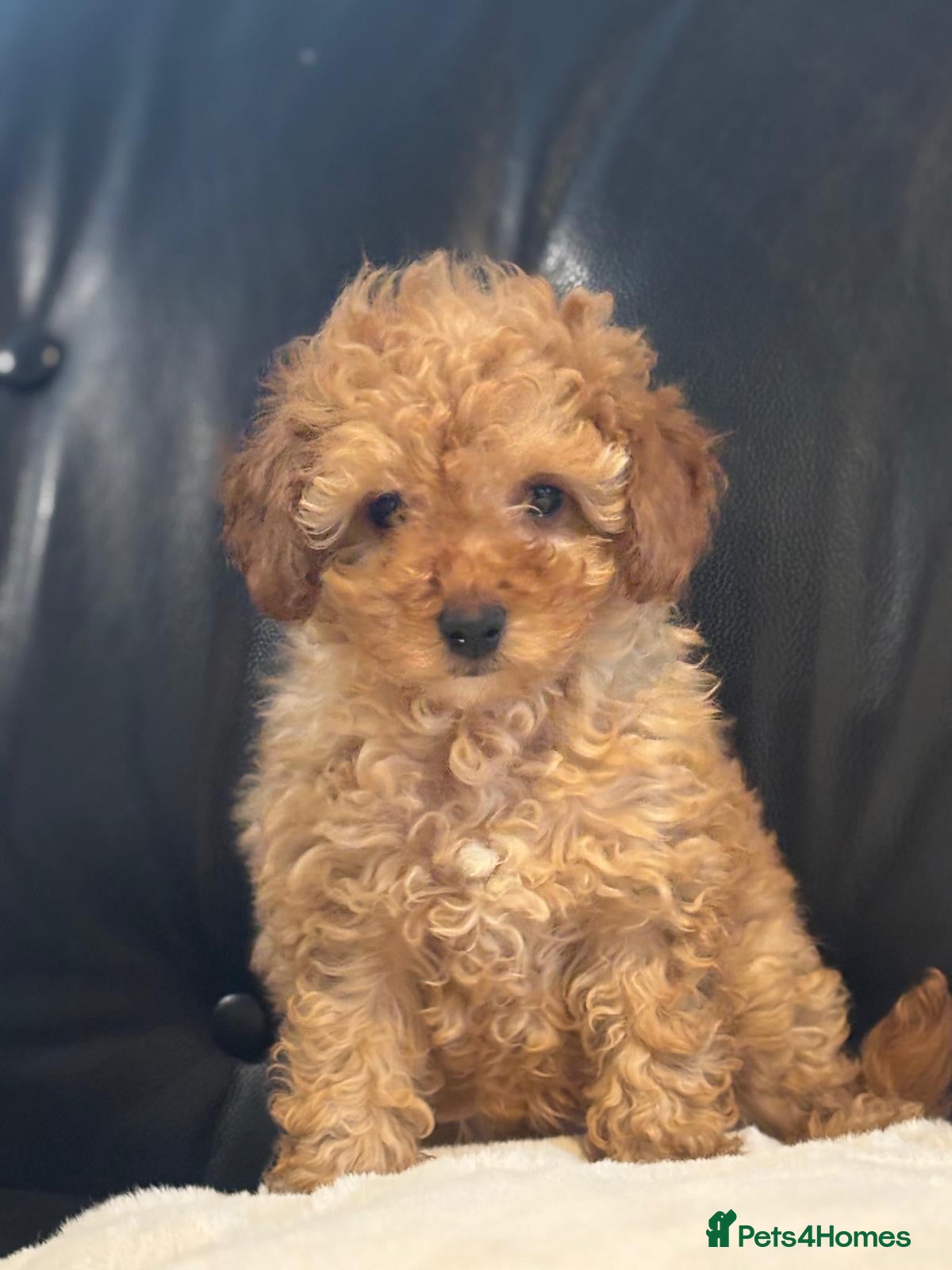 Toy Poodle dogs Stunning litter of toy poodles  - Advert 11