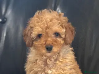 Toy Poodle dogs Stunning litter of toy poodles - Advert 11