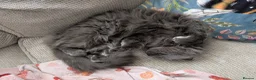 Maine Coon cats for sale: Maine Coon Kittens X British Longhair - Advert 5