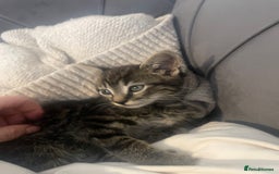 British Shorthair cats for sale: Beautiful kittens  - Image 11