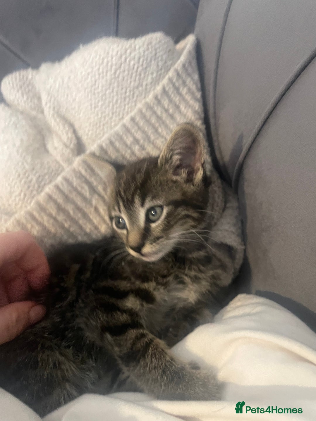 British Shorthair cats for sale: Beautiful kittens  - Image 11