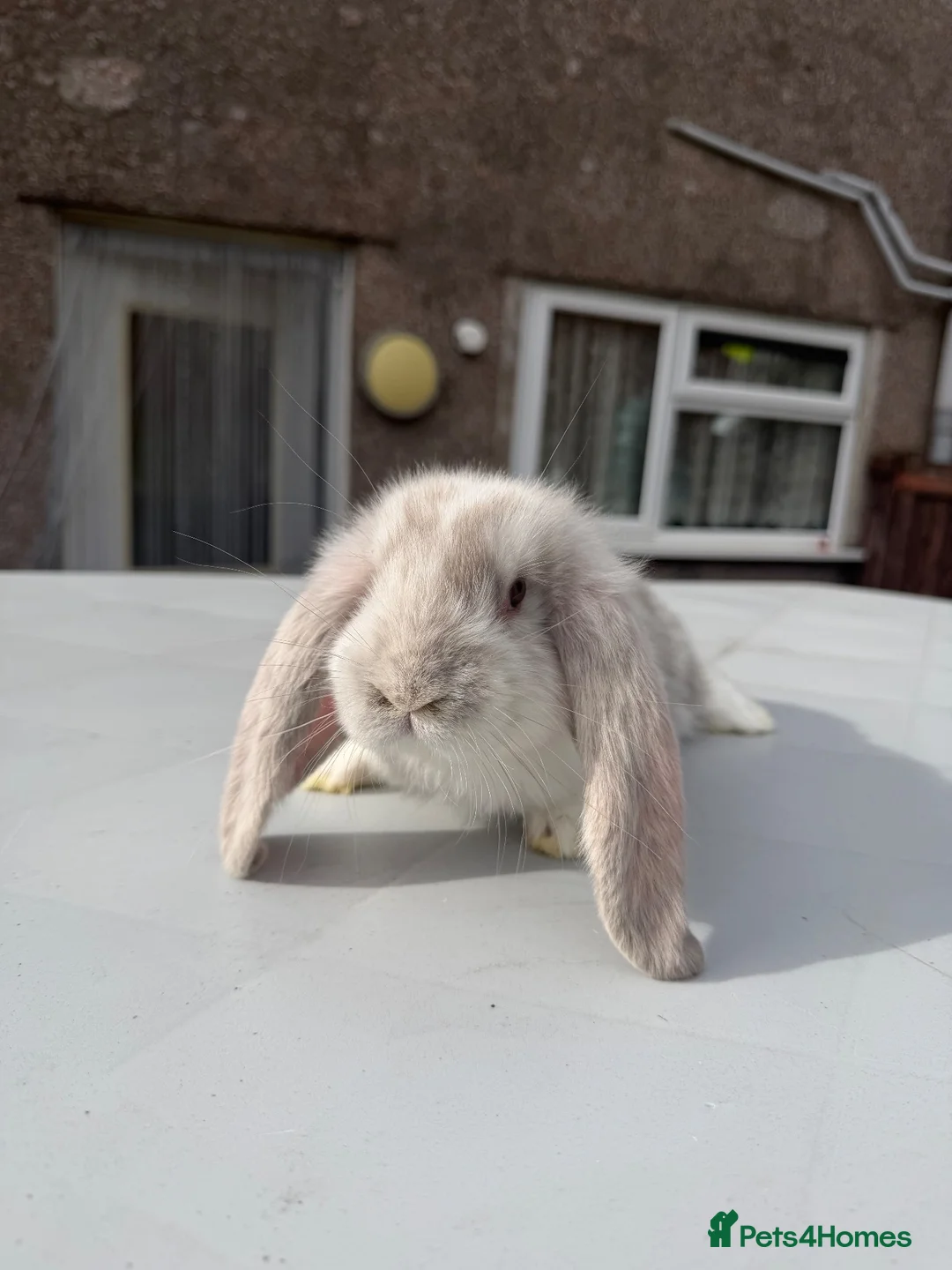 French Lop rabbits for sale: Giant French lops  - Advert 2