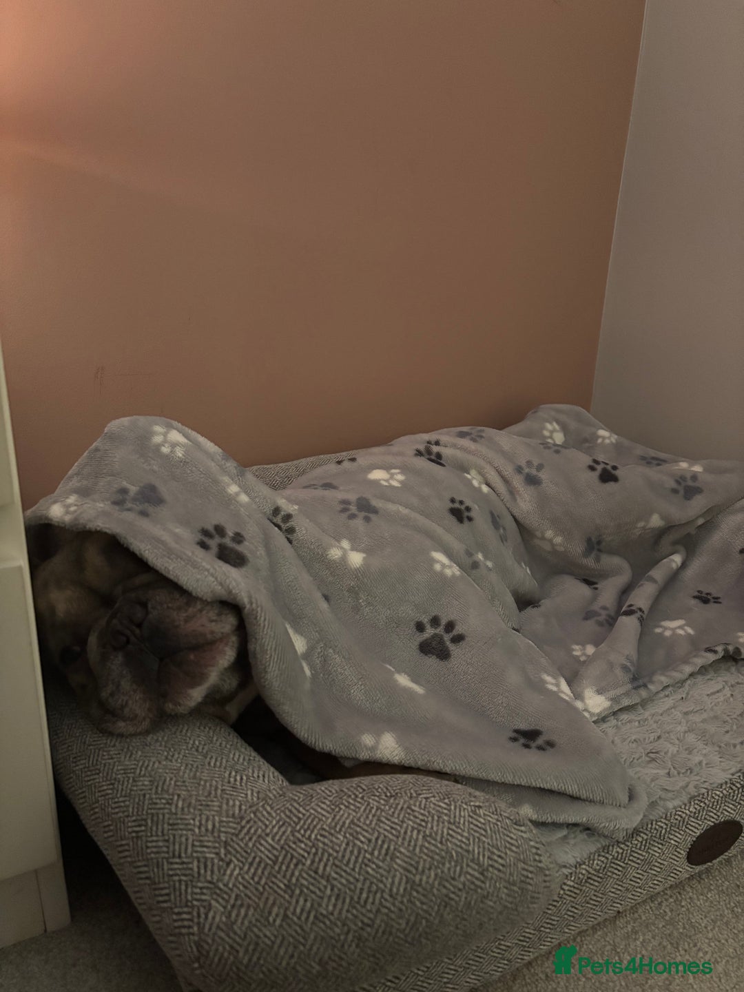 French Bulldog dogs for sale: Rocco- 4yr old French bulldog male  - Advert 2