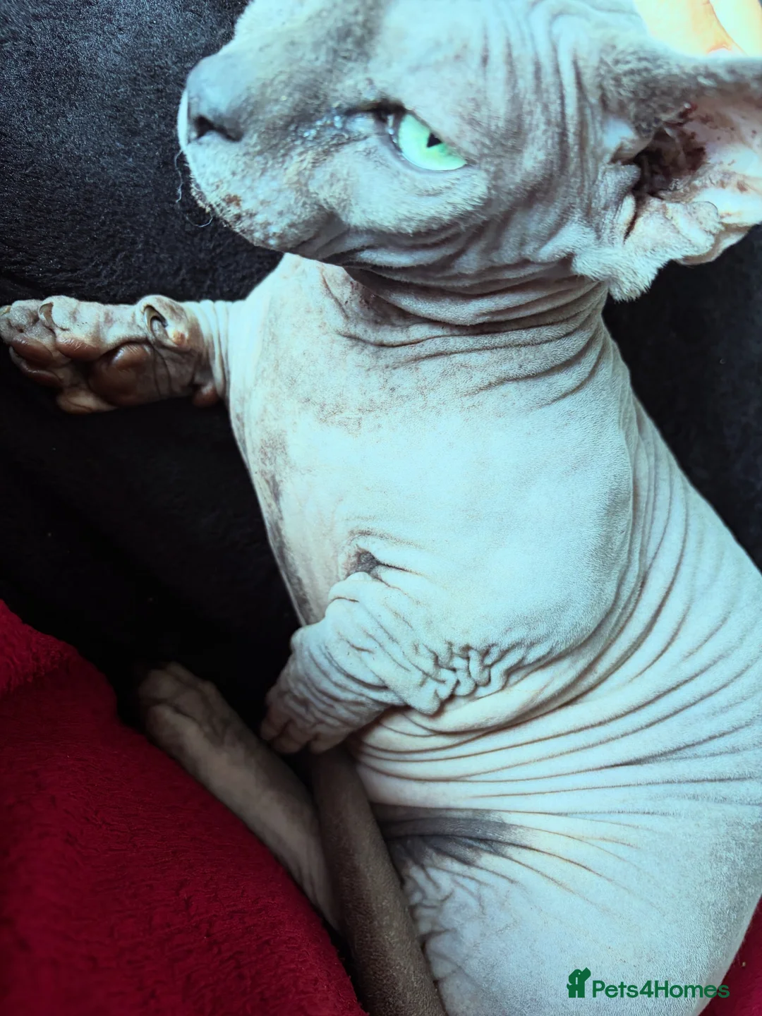 Sphynx cats for sale: Beautiful bambino boy  - Advert 2
