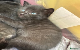 Mixed Breed cats for sale: Beautiful kittens 🐈‍⬛  - Image 16