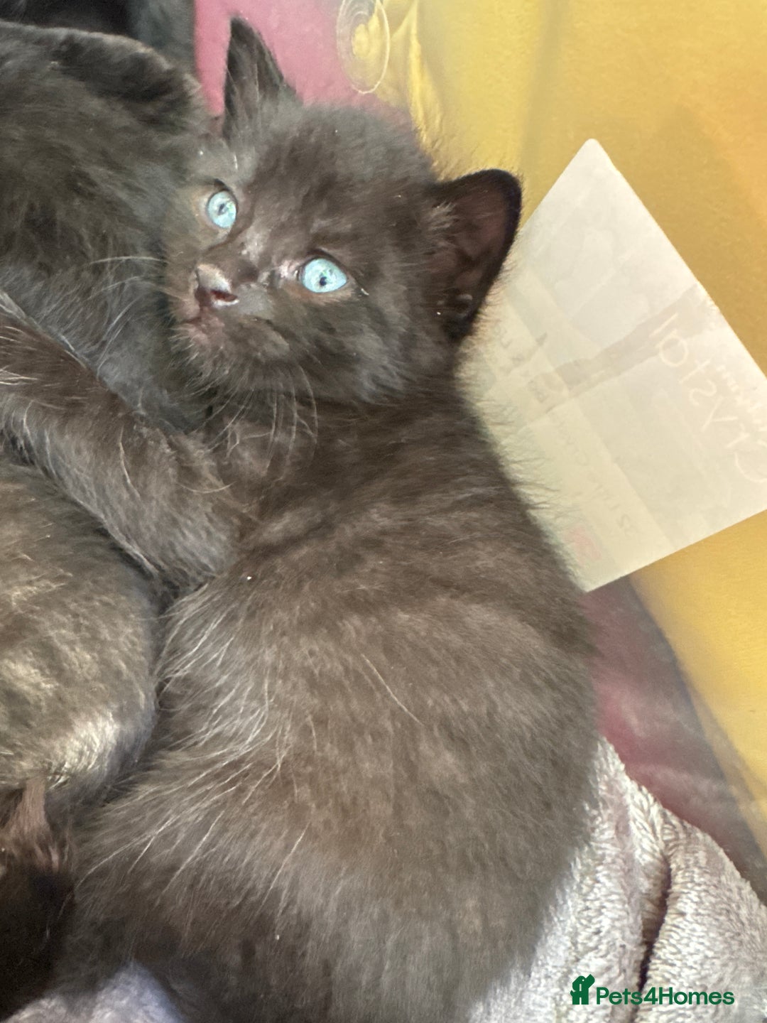 Mixed Breed cats for sale: Beautiful kittens 🐈‍⬛  - Image 16