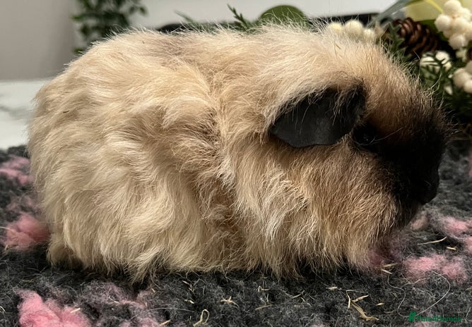 Guinea Pig rodents Gorgeous baby Guinea pigs available. - Advert 2