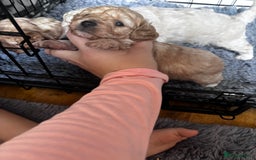 Cavapoo dogs for sale: Gorgeous little Caverpoo babies - Image 10