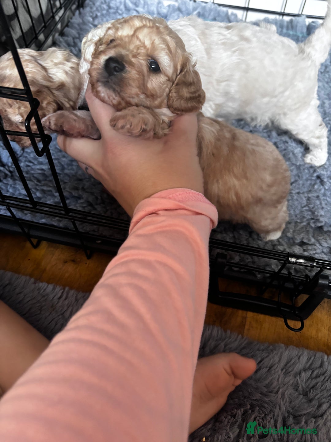 Cavapoo dogs for sale: Gorgeous little Caverpoo babies - Image 10