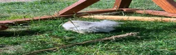 Chickens poultry for sale: Frizzle - pekin bantam pullets - Advert 4