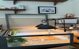 Hermann Tortoise reptiles for sale: Herman’s tortoise for sale  - Image 6