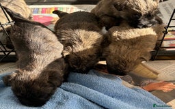 Cairn Terrier dogs for sale: CAIRN TERRIER PUPPIES - Advert 6