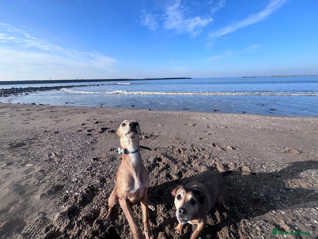 Whippet dogs for stud: Petite Male Whippet to Stud  - Advert 13