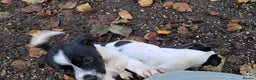 Jack Russell dogs for sale: KC Jack Russell pups, DNA Clear- LOA, SCA, PLL - Advert 11