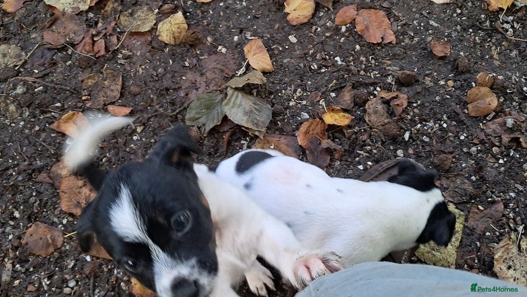Jack Russell dogs for sale: KC Jack Russell pups, DNA Clear- LOA, SCA, PLL - Advert 11