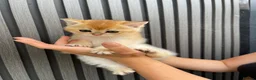 Scottish Fold cats for sale: SCOTTISH FOLD GOLDEN CHINCHILLA NY11-NY12 KITTENS. in Basildon - Advert 11