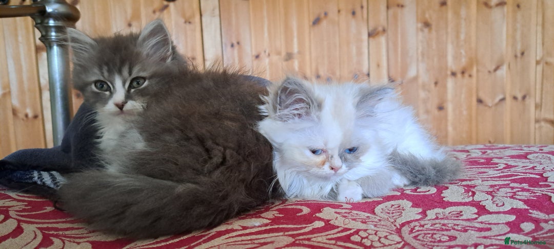 Ragdoll cats for sale: 2 ragdoll cross persian kittens - Advert 12