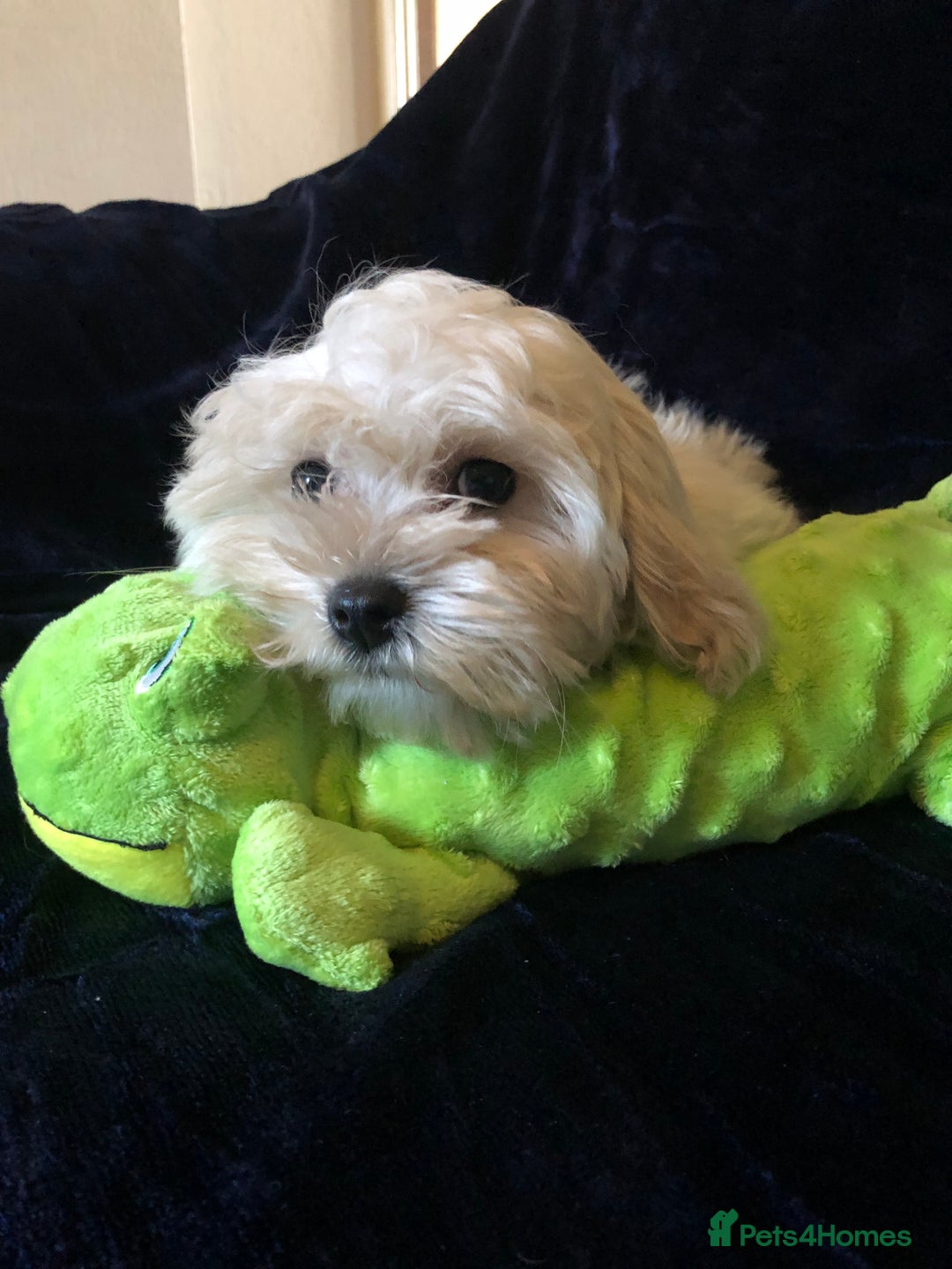 Maltipoo dogs for sale: maltipoo puppies for sale  - Advert 5