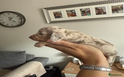 Dachshund dogs for sale: Beautiful litter of dachshund puppy’s  - Image 2