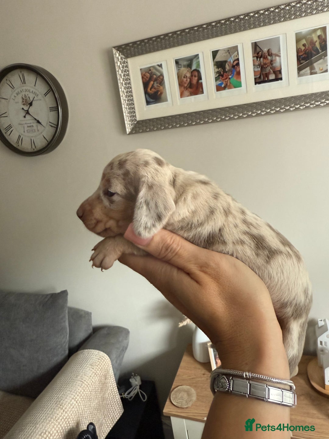 Dachshund dogs for sale: Beautiful litter of dachshund puppy’s  - Image 2