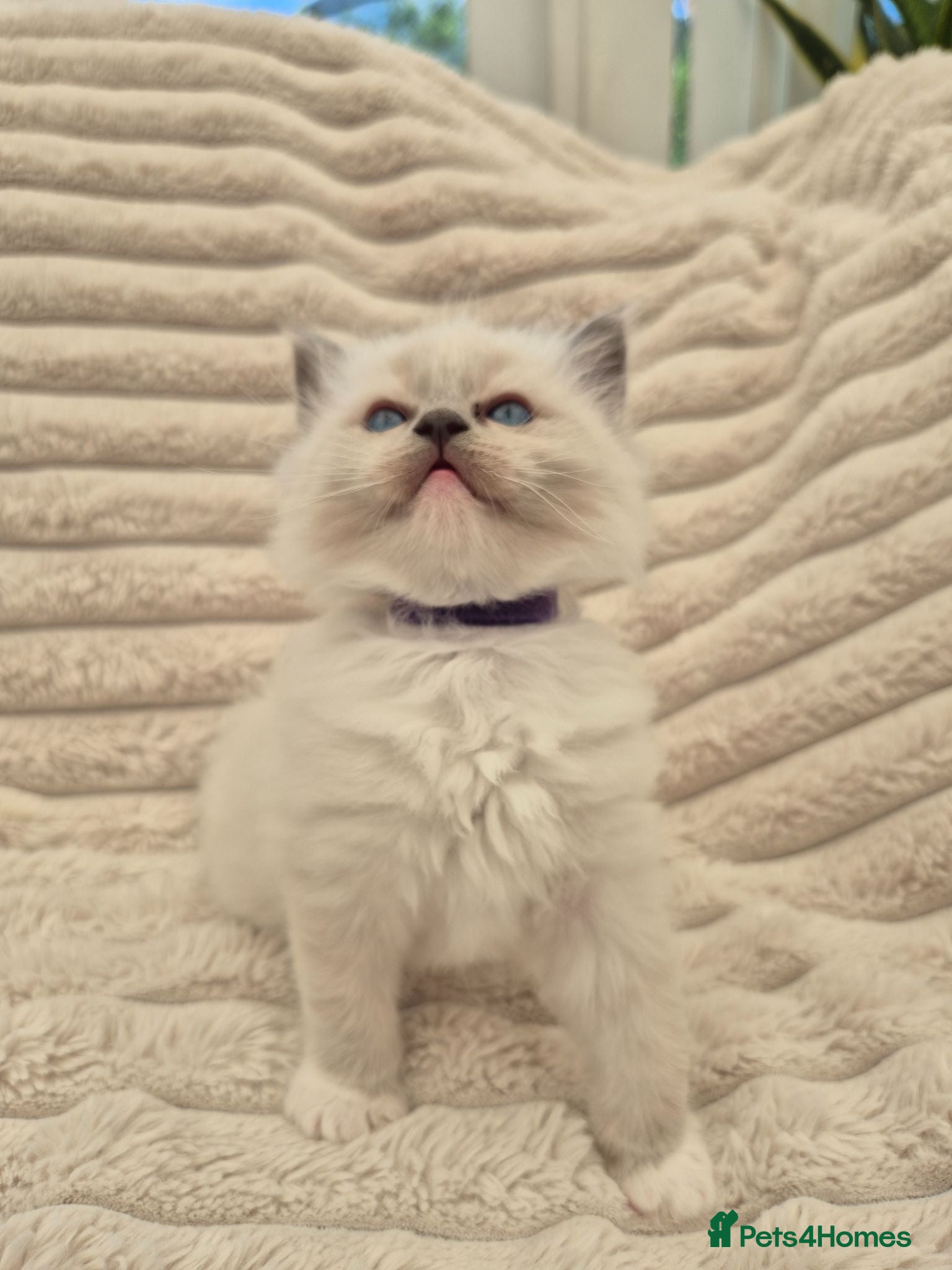Ragdoll cats Ragdall Gccf Bicolour/Mitted ChampionBloodlines - Advert 5