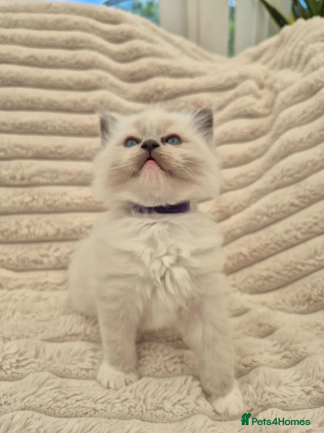 Ragdoll cats for sale: Ragdall Gccf Bicolour/Mitted ChampionBloodlines - Advert 1