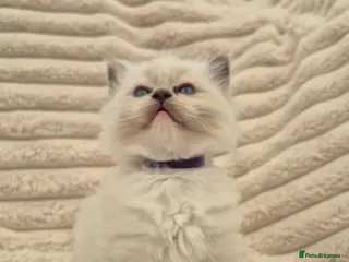 Ragdoll cats Ragdall Gccf Bicolour/Mitted ChampionBloodlines - Advert 5