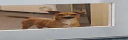 Jack Russell dogs for sale: 12 Month old Miniature Jack Russel  - Advert 5