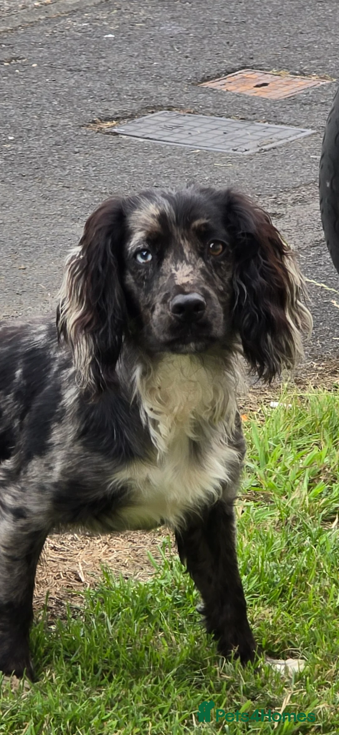 Cockapoo dogs for sale: Cockapoo  - Advert 2