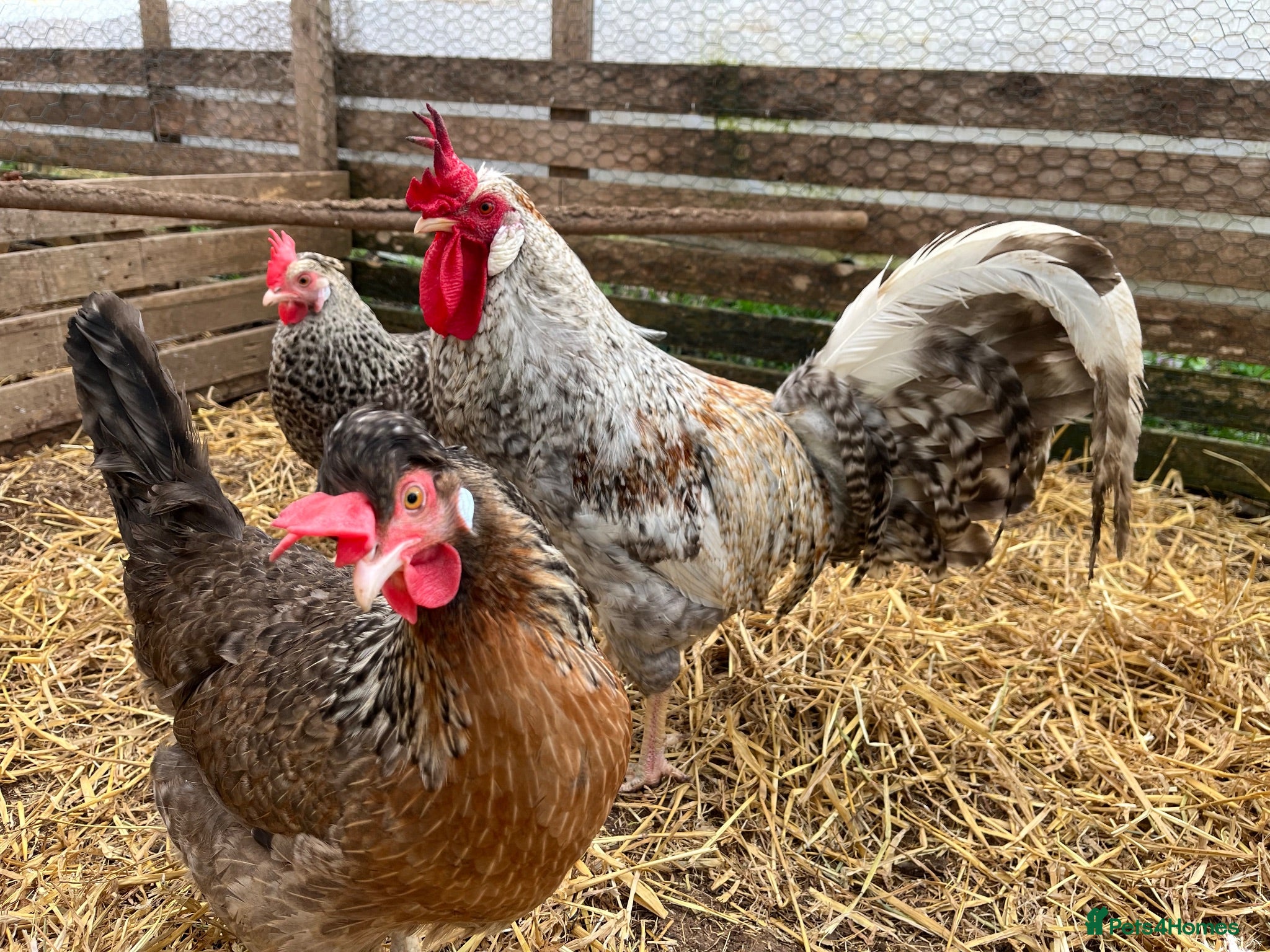 Chickens poultry Cream legbar chicks, growers, pullets, hens, eggs - Advert 1