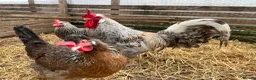 Chickens poultry for sale: Cream legbar chicks, growers, pullets, hens, eggs - Advert 1