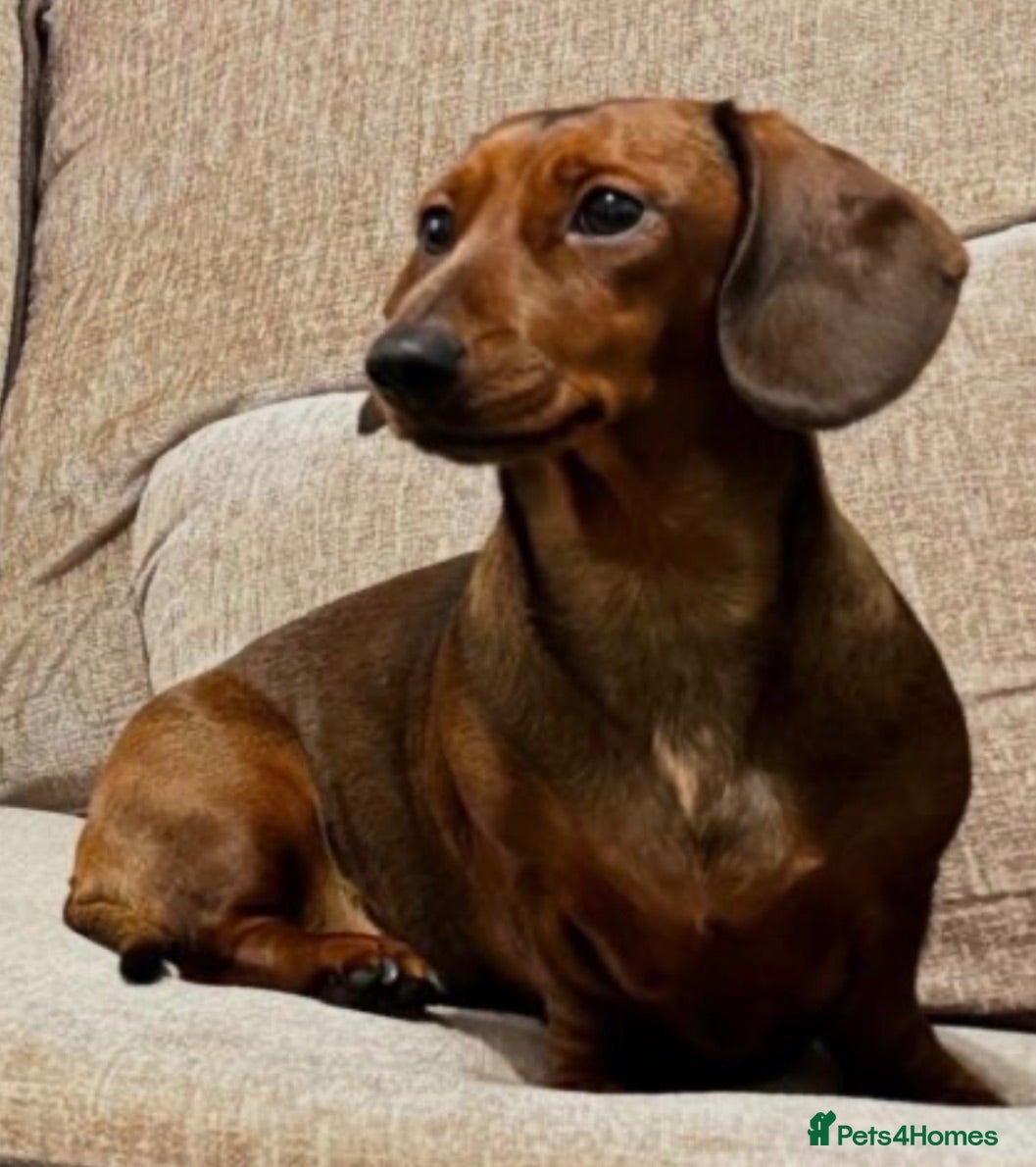 Miniature Dachshund dogs Miniature Dachshund Puppies - Advert 1