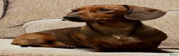 Miniature Dachshund dogs for sale: Miniature Dachshund Puppies - Advert 1