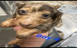 Miniature Dachshund dogs for sale: Miniature long haired dachshund  - Image 14
