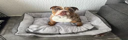 English Bulldog dogs for sale: English bulldog - Advert 4