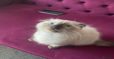 Ragdoll cats - Advert 12