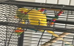 Parrots birds for sale: Yellow Female and Green/Yellow Male Parrot - Image 3