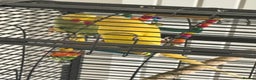 Parrots birds for sale: Yellow Female and Green/Yellow Male Parrot - Advert 3