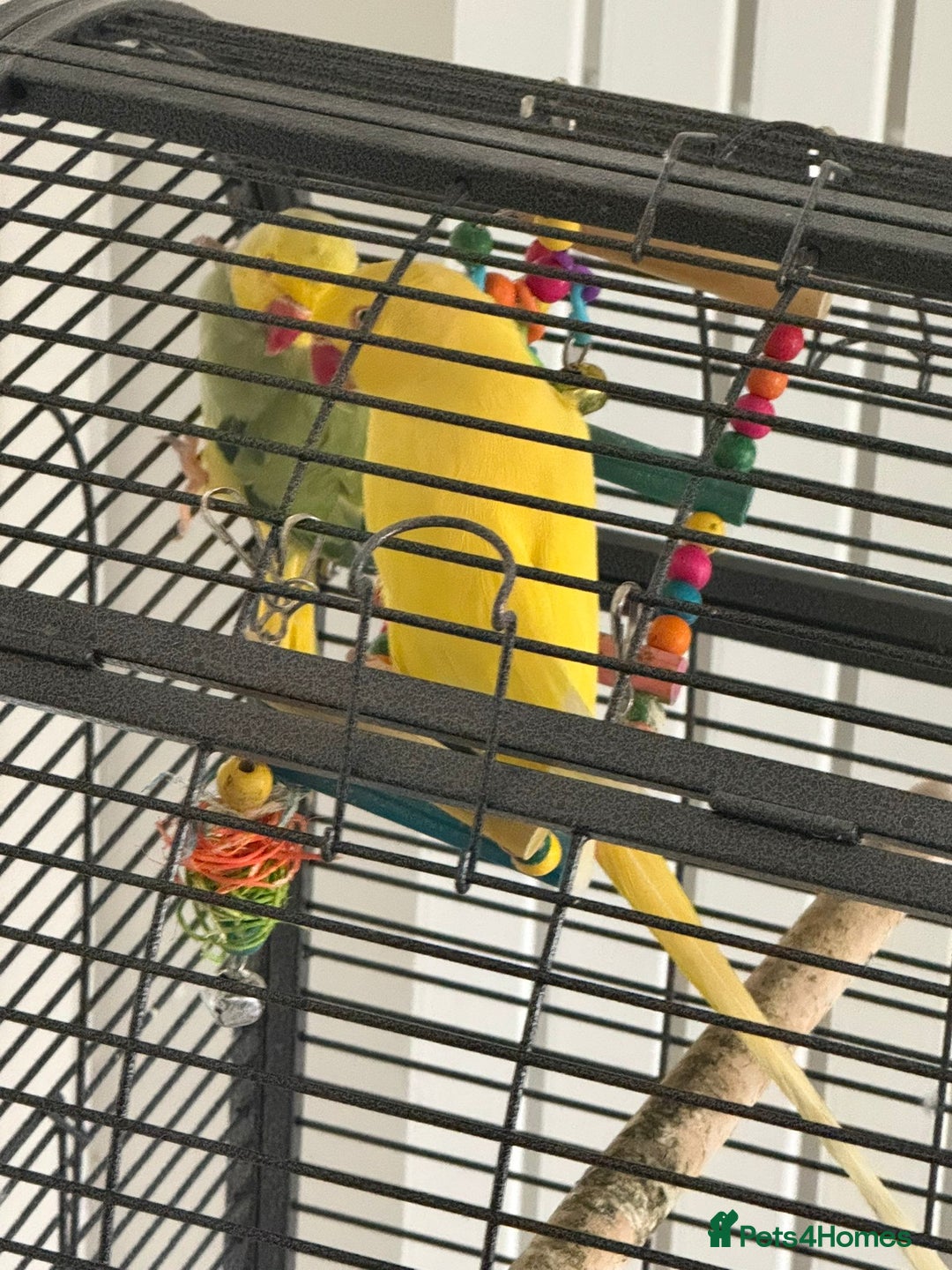 Parrots birds for sale: Yellow Female and Green/Yellow Male Parrot - Image 3