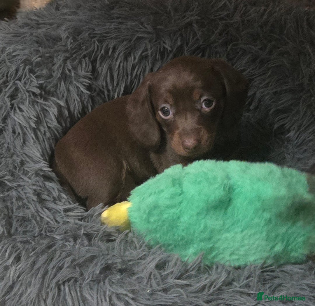 Miniature Dachshund dogs for sale: Mini dachshund  - Advert 12