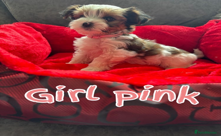 Biewer Terrier dogs - Advert 1
