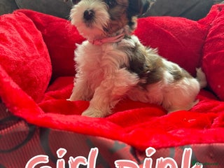 Biewer Terrier dogs - Advert 1