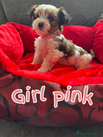 Biewer Terrier dogs - Advert 2